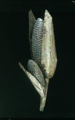 160. Maize cobs 160. Maize cobs