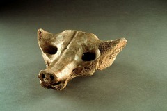 3. Camelid sacrum 3. Camelid sacrum