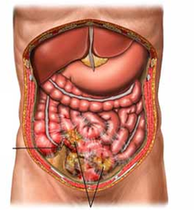 abdominal cavity abdominal cavity