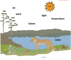 abiotic factors abiotic factors