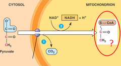 acetyl-CoA acetyl-CoA