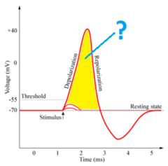 action potential action potential