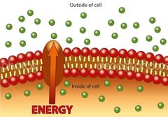 active transport active transport
