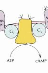 adenylyl cyclase adenylyl cyclase