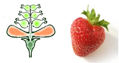 aggregate fruit aggregate fruit