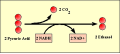 alcohol fermentation alcohol fermentation