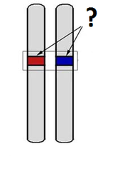 allele allele