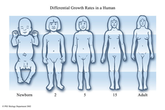 allometric growth allometric growth