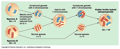 allopolyploid allopolyploid