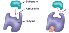 allosteric regulation allosteric regulation