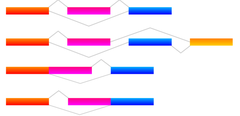 alternative RNA splicing alternative RNA splicing