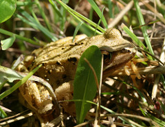 Amphibian Amphibian