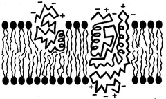 amphipathic amphipathic