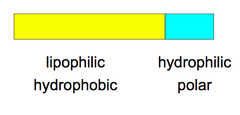 Amphiphilic / Amphipathic Amphiphilic / Amphipathic