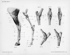 anatomy anatomy