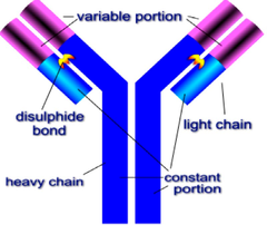 antibodies antibodies