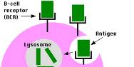 antigen presentation antigen presentation