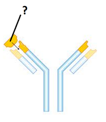 antigen antigen