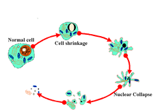 apoptosis apoptosis