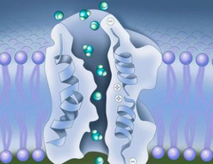aquaporin aquaporin