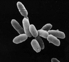 archaea archaea