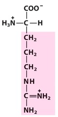Arginine Arginine