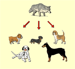 artificial selection artificial selection