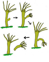 asexual reproduction asexual reproduction