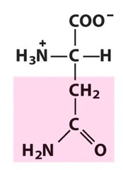 Asparagine Asparagine