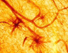 astrocytes astrocytes