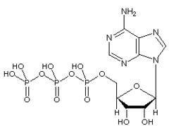 ATP (adenosine triphosphate) ATP (adenosine triphosphate)