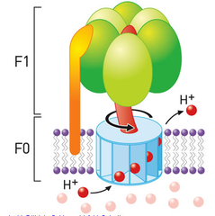 ATP synthase ATP synthase
