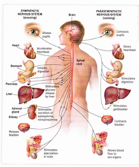 autonomic nervous system autonomic nervous system