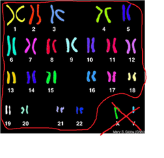 autosomes autosomes