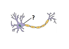 axon axon