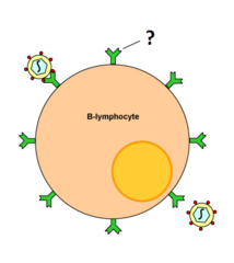 B cell receptor B cell receptor