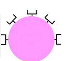 B lymphocytes (B cells) B lymphocytes (B cells)
