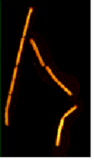 bacilli bacilli