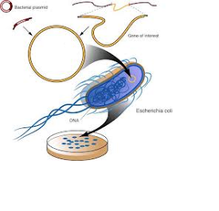 bacterial artificial chromosome (BAC) bacterial artificial chromosome (BAC)