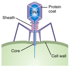 bacteriophages bacteriophages