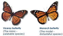 Batesian mimicry Batesian mimicry