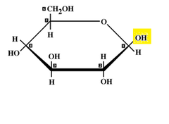 beta glucose beta glucose