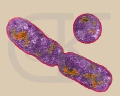 binary fission binary fission