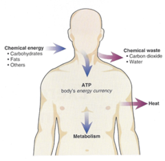 bioenergetics bioenergetics