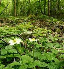 biota biota