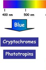 blue-light photoreceptors blue-light photoreceptors