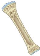 bone bone