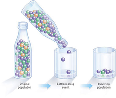 bottleneck effect bottleneck effect