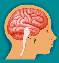 brainstem brainstem