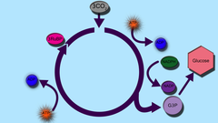 calvin cycle calvin cycle